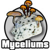 Mycéliums